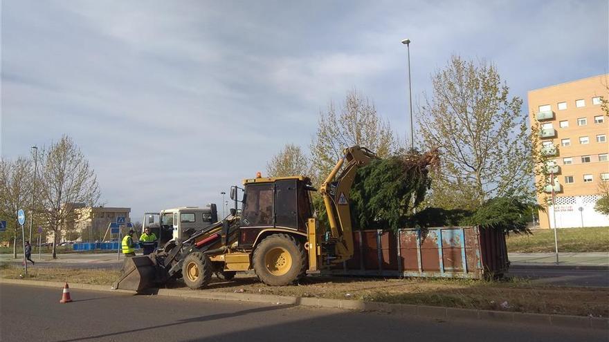 Denuncian ante el Seprona la tala de una veintena de cipreses en Badajoz