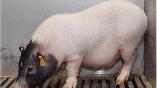 Trasplantan con éxito el hígado de un cerdo a un ser humano