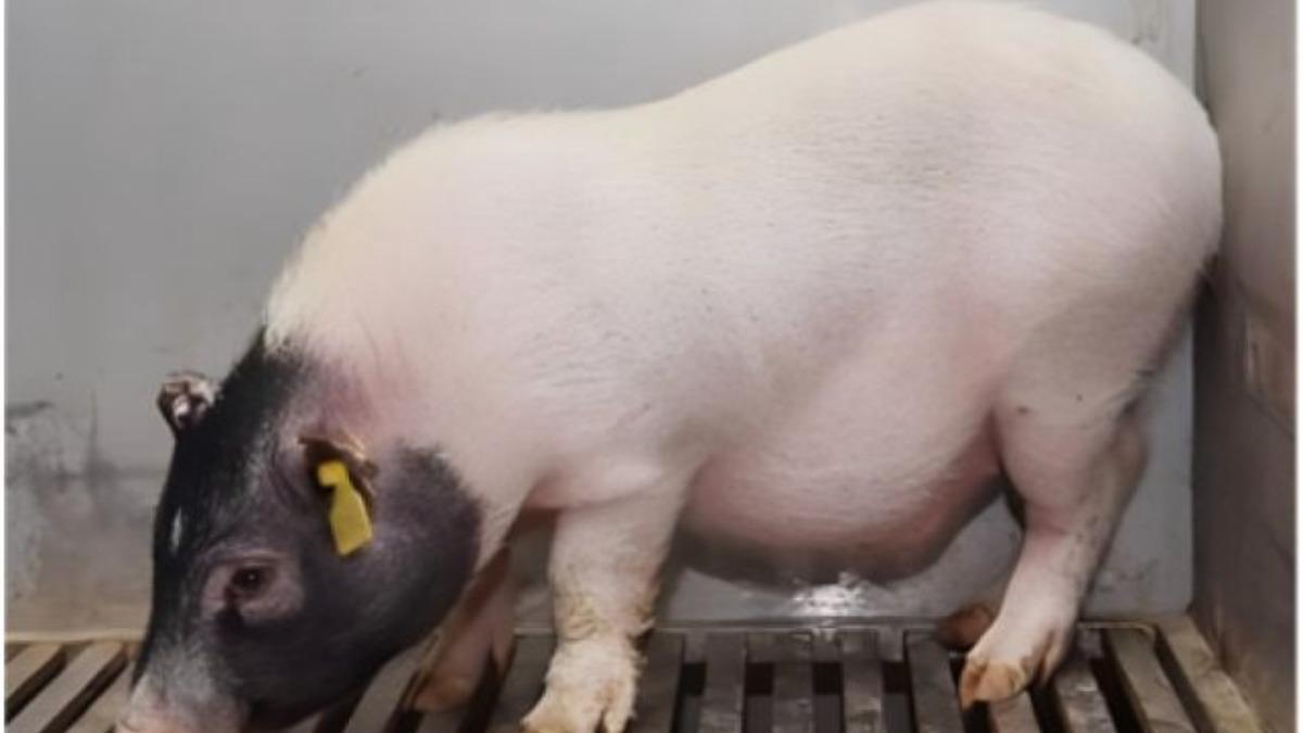El cerdo donante modificado genéticamente.