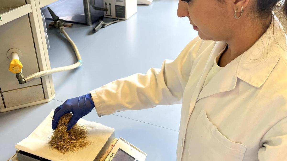 Universidad de Alcoy: estudian la creación de agrotextiles a partir de la  paja de arroz