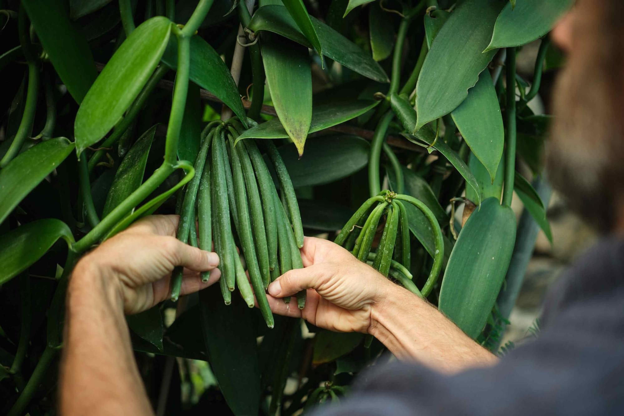 Única finca de vainilla de Tenerife