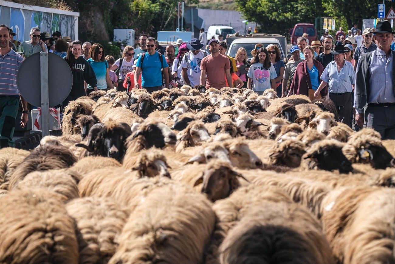 Miles de personas eligen Caideros y la Fiesta de la Lana para celebrar el Día de Canarias