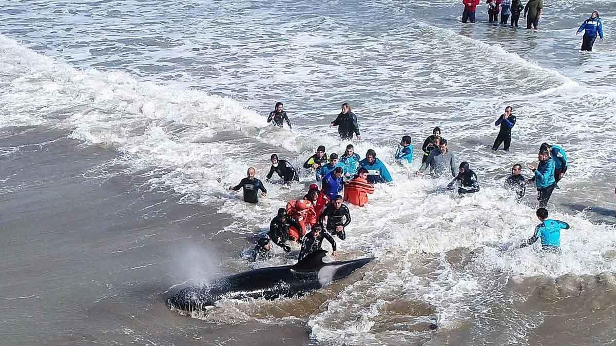 Emocionante rescate de un grupo de orcas en una playa de Argentina.