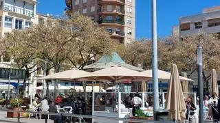 El Ayuntamiento de Santa Pola niega que los árboles de la Glorieta tengan problemas