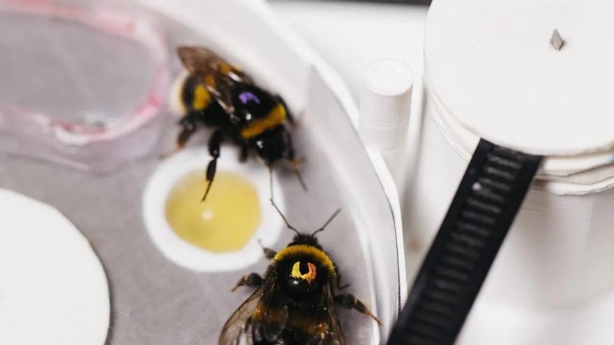 El hospital Reina Sofía impulsa la especialización para abordar la alergia a las abejas y avispas