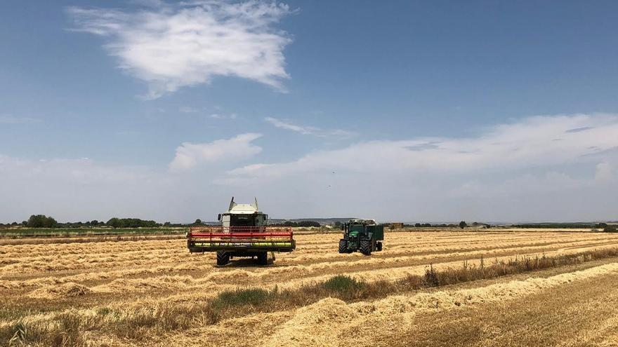 Lonja de Zamora: los cereales, en picado