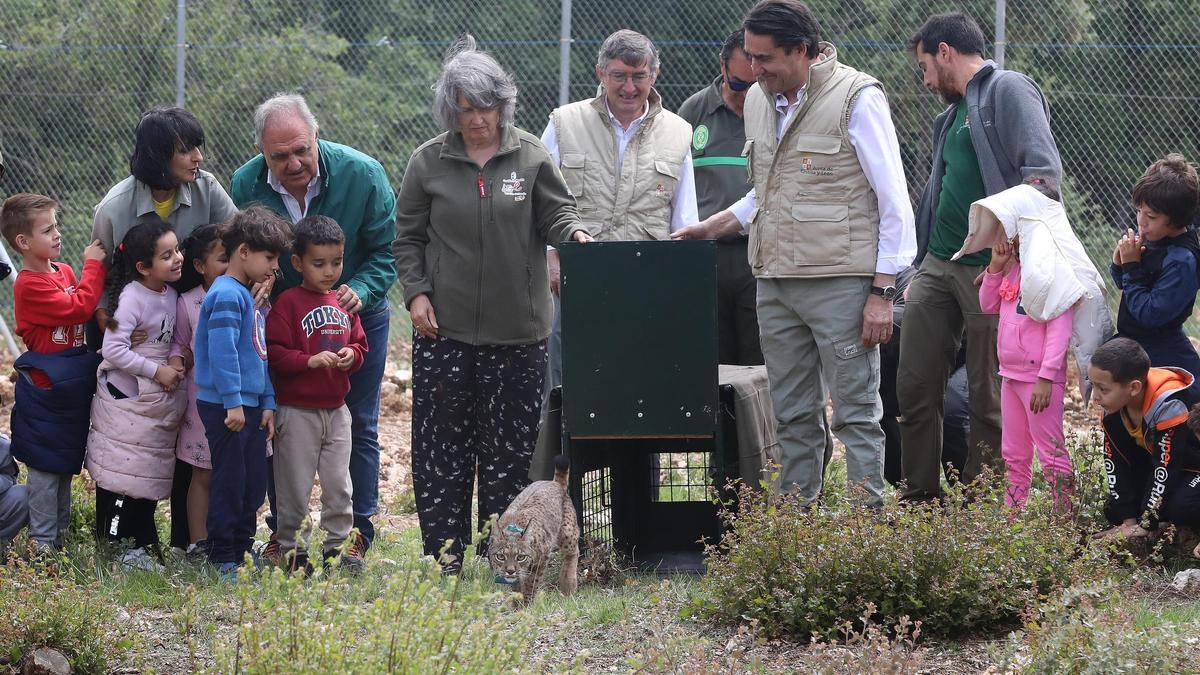 El consejero de Medio Ambiente durante la liberación del lince ibérico en Astudillo, Palencia.