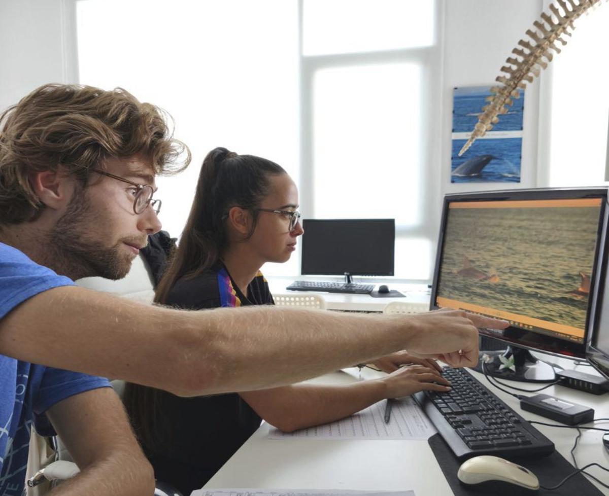 Imagen del cortejo entre dos delfines mulares (arroaces) en las Rías Baixas. |  BDRI