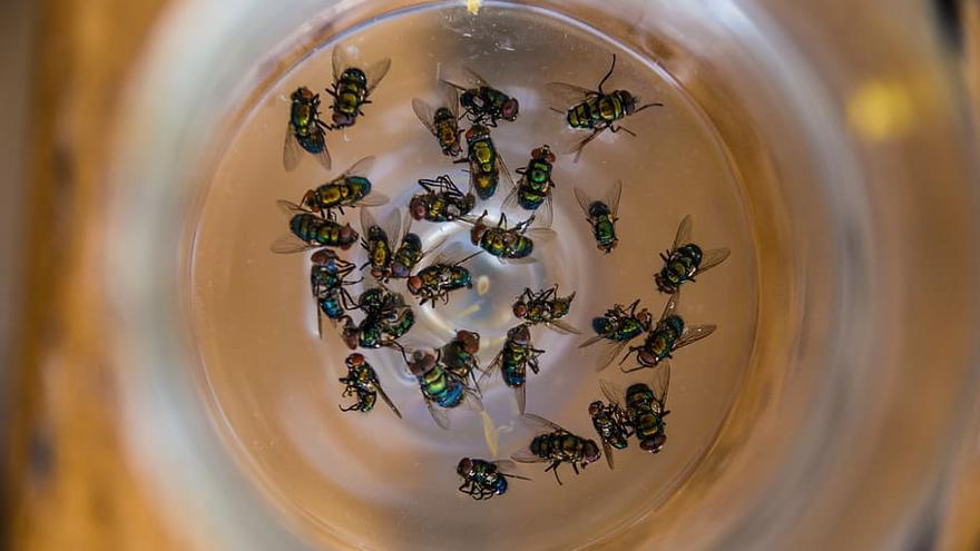 ذباب ميت في مصيدة بالخل