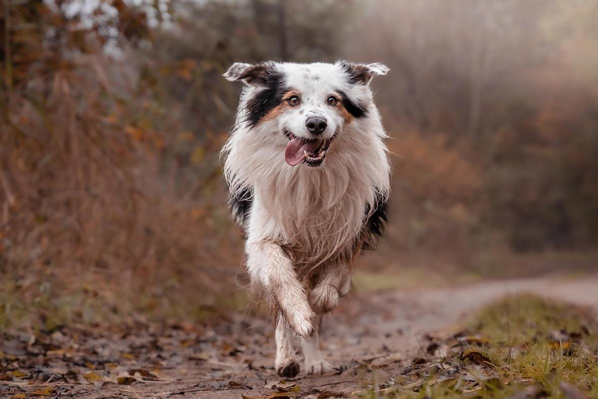 Imagen de archivo de un border collie, perro similar al que atacó al concejal.