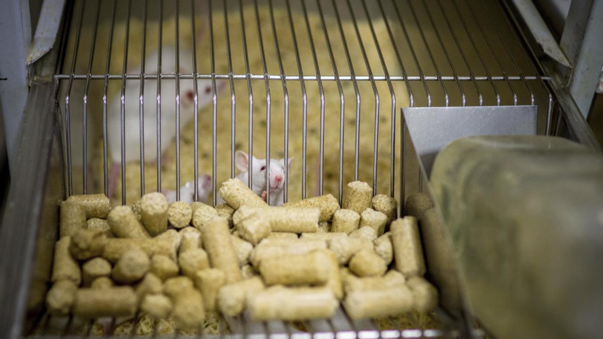 Esta tecnología podría permitir reducir la experimentación animal en los laboratorios.