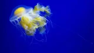 Cancelaciones en hoteles del litoral de la Región ante la alerta por medusas