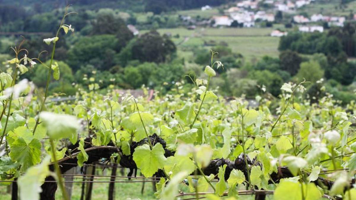 La Xunta autoriza el cambio de uso en cinco hectáreas de Boqueixón en las que se plantará viñedo