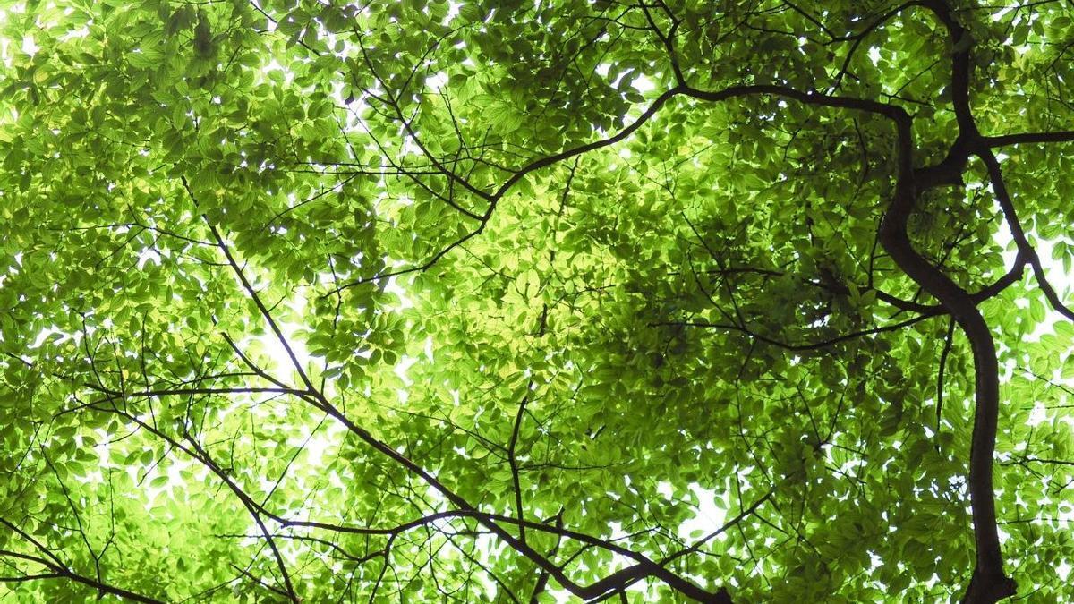 Arbre de València en una imatge d'arxiu