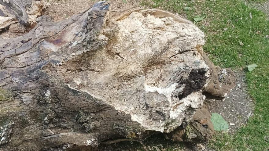 La Alameda de Marín pierde dos árboles