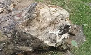 La Alameda de Marín pierde dos árboles