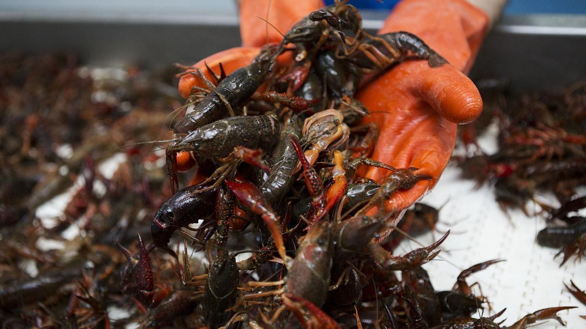 La industria del cangrejo de río cuenta con varias empresas en Isla Mayor