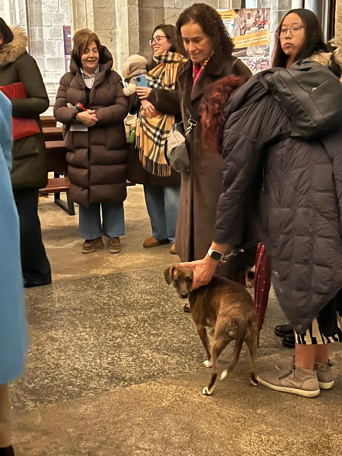 Bendición de animales por San Antón en Santiago