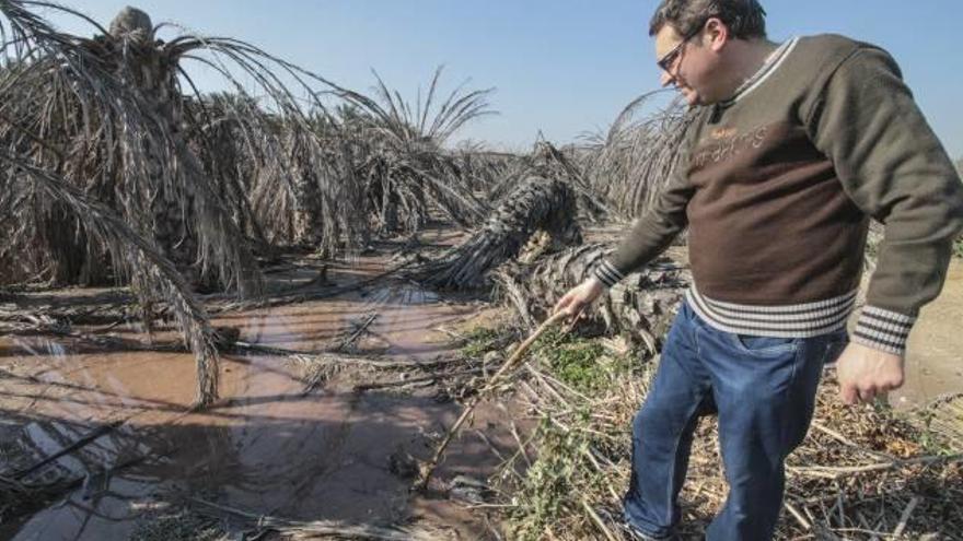 Imagen de la finca en la que se han producido las filtraciones con las palmeras arrasadas en 2013.