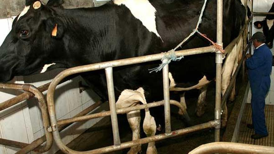 Una persona, cuidando de reses en una granja de Lalín.