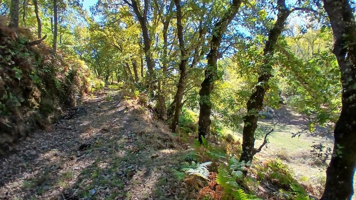 Paraje de Manzanal de Arriba en el que se han cortado árboles.