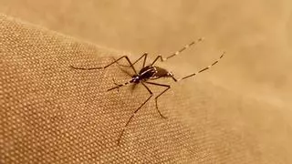 Preocupación por el mosquito tigre: las enfermedades que puedes contraer este verano por su picadura