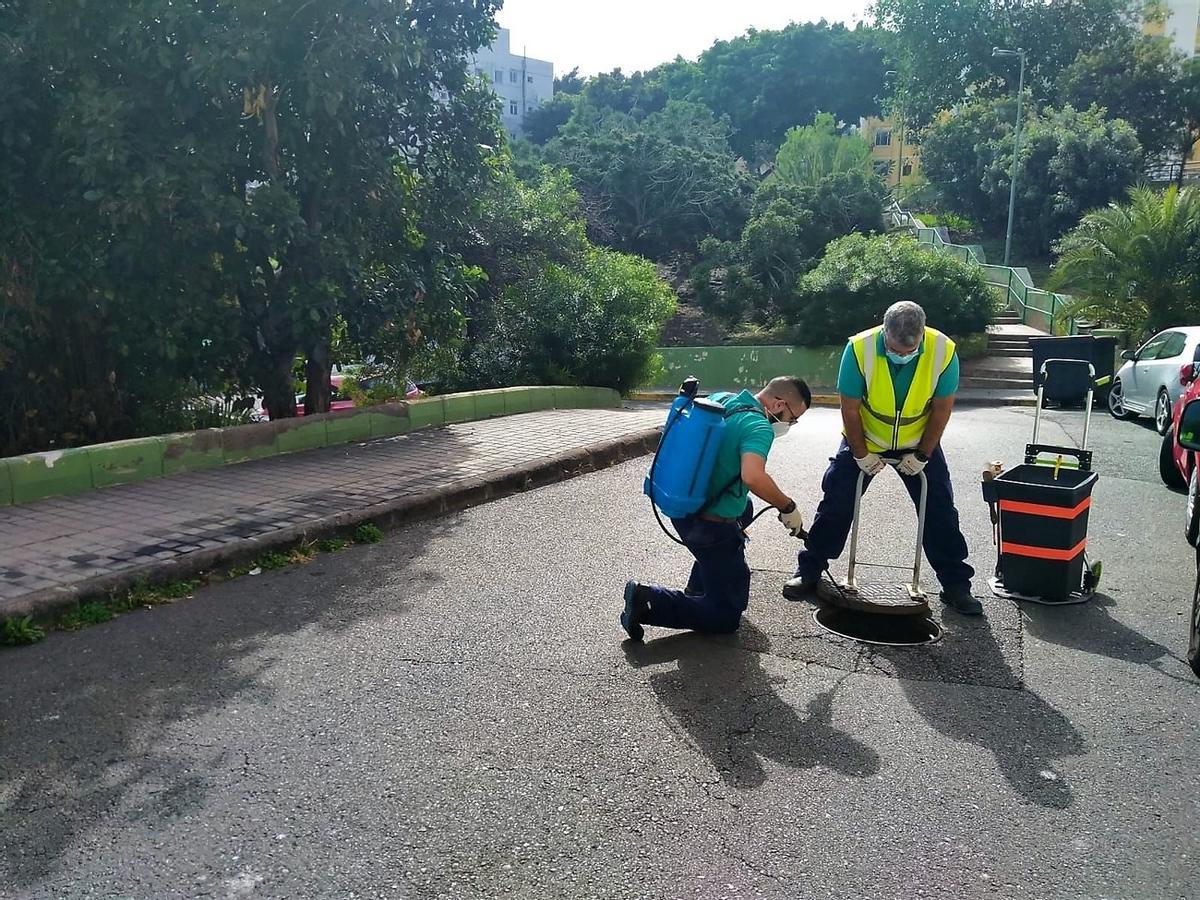 Imagen de algunas labores de control de plagas llevadas a cabo de diferentes puntos del municipio capitalino.