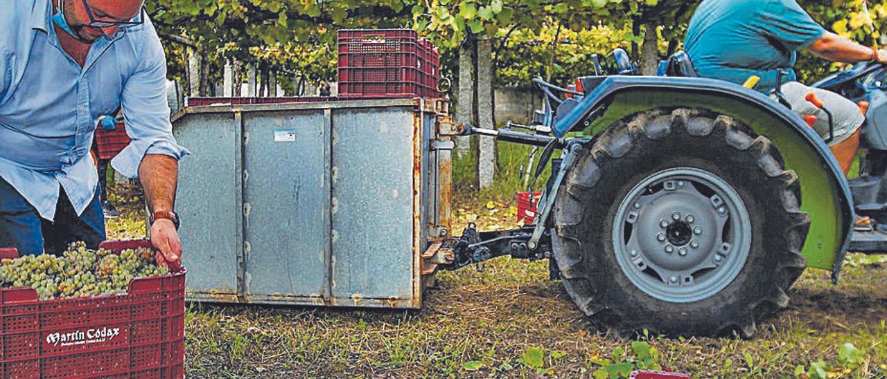 La vendimia de Rías Baixas en una de las fincas en Ribadumia. |   //  I. A.