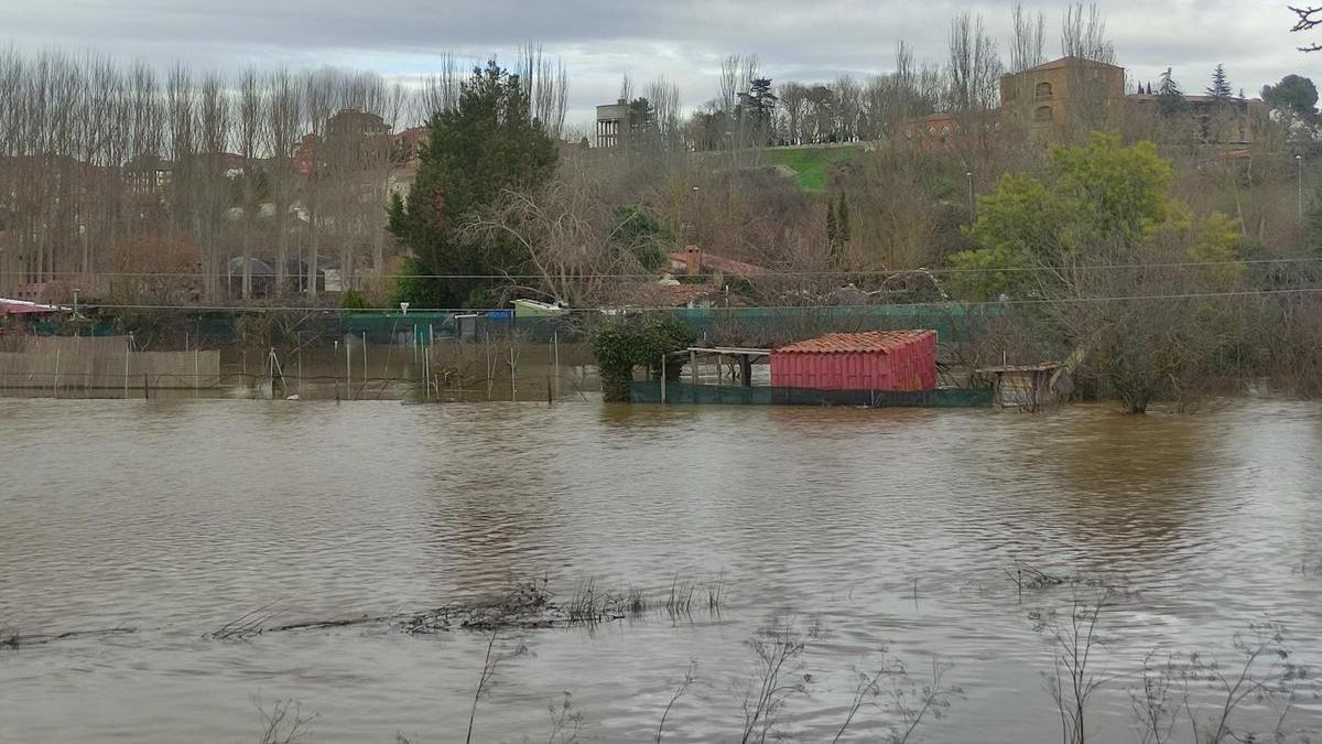 GALERÍA / El río Órbigo desbordado en Benavente, en imágenes