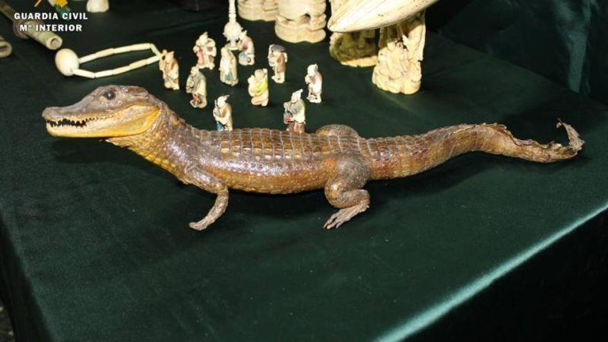 Intervenidas 20 piezas de marfil y un cocodrilo disecado en venta por Internet