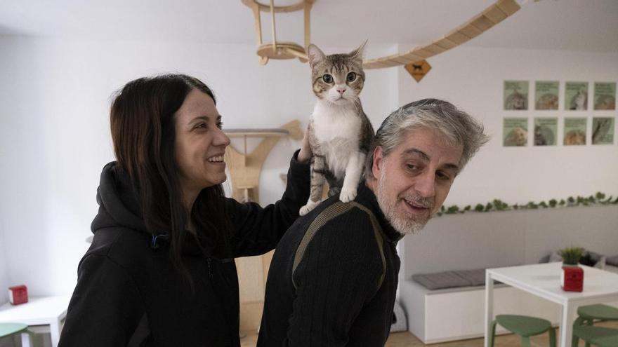 La cafeteria amb gats de la protectora de Manresa ja n’ha donat en adopció una vintena