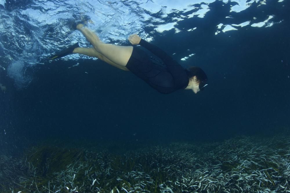 Salida de Greenpeace a aguas pitiusas para velar por la posidonia