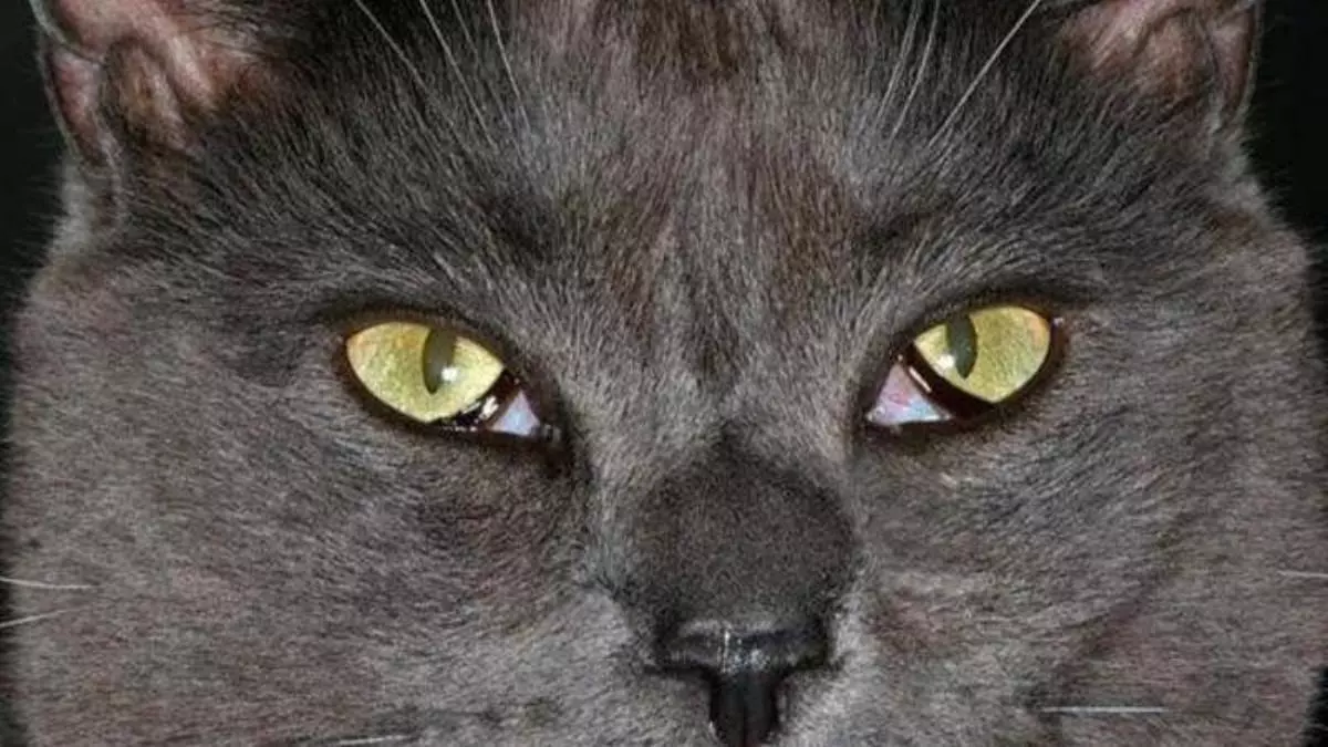 El tercer párpado en gatos: qué es y cuándo debe preocuparnos