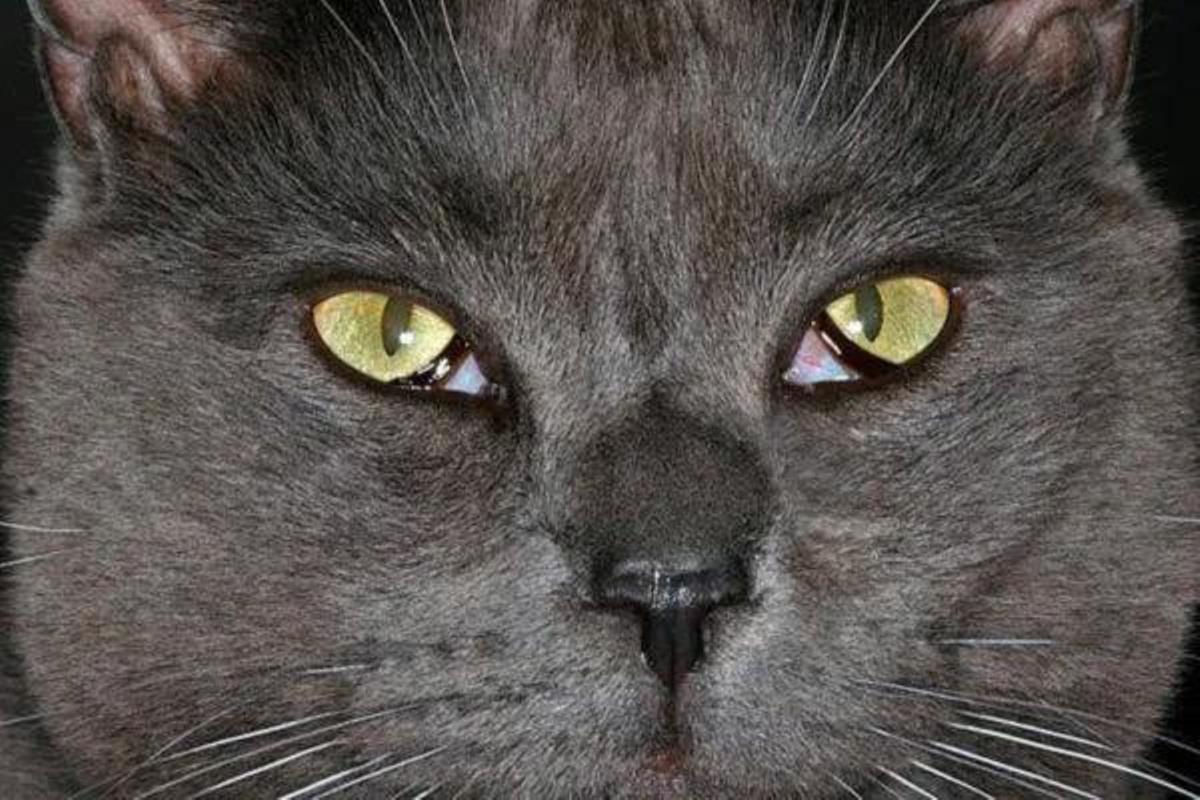 El tercer párpado en los gatos, ¿cuándo debe preocuparnos?