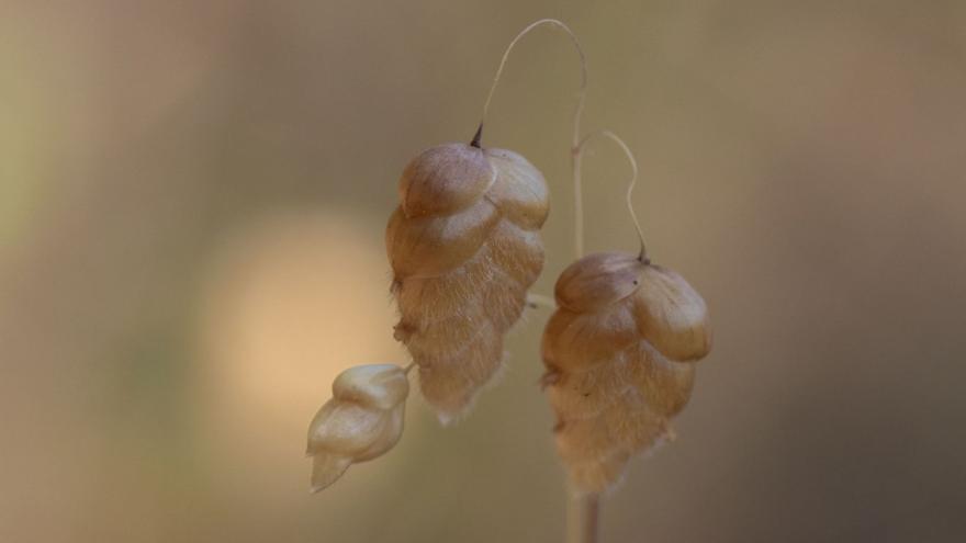 Las espigas de ‘Brizamaxima’, llamadas popularmente ‘arracadetes’.