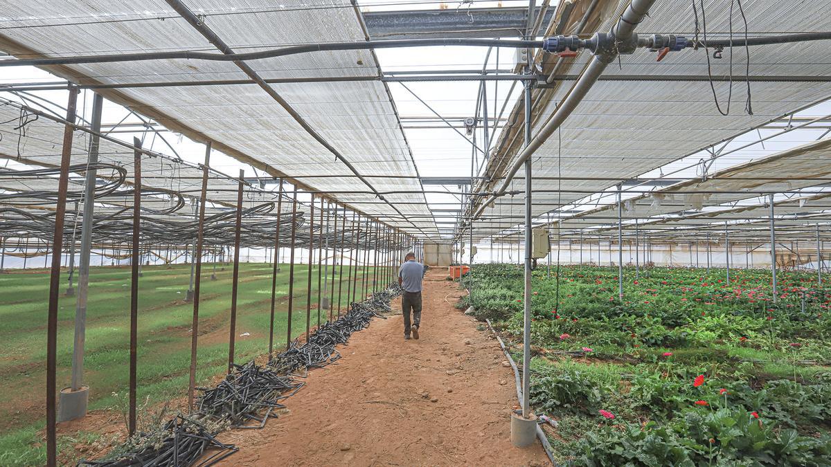 Invernaderos en barbecho. La menor cosecha para esta temporada deja invernaderos de flores a casi la mitad de producción. Los agricultores aprovechan el parón para dejar que la superficie de cultivo se regenere o plantar, por ejemplo, hierba biocida. 