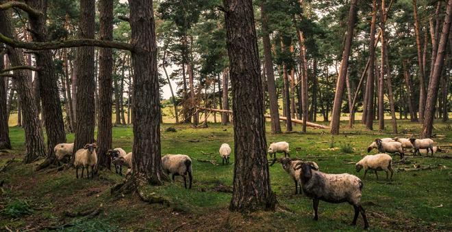 Flock of sheep in the park of Urbasa Navarra Spain