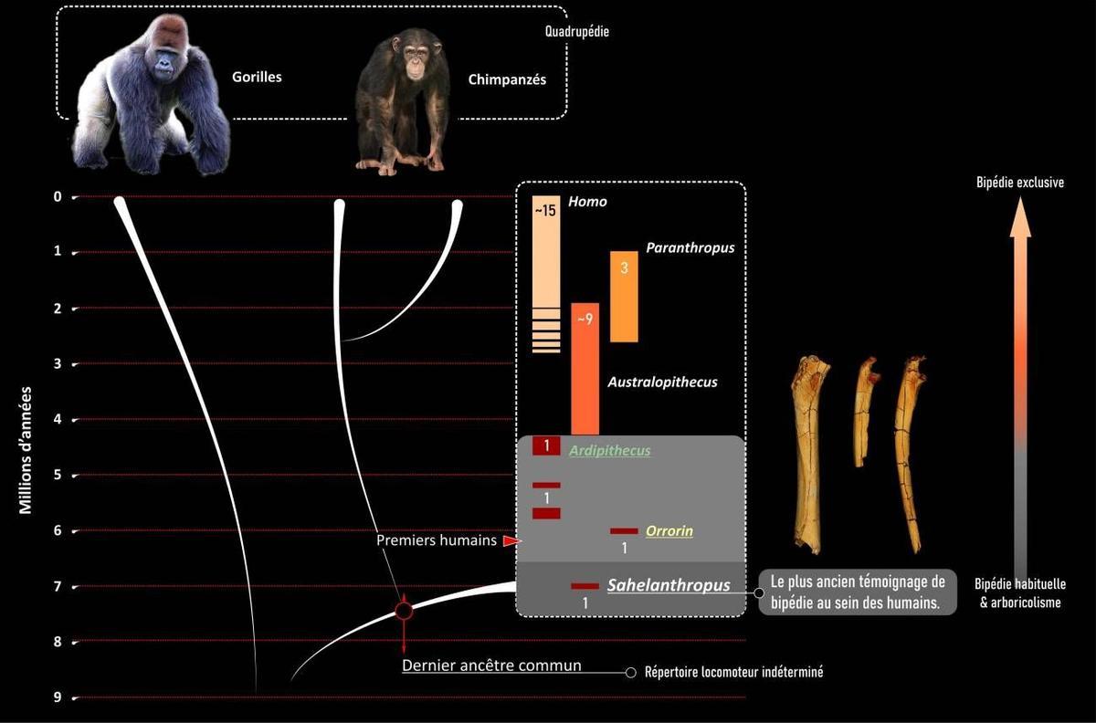 La humanidad se separó del grupo de los chimpancés durante el Mioceno reciente, muy probablemente entre 10 y 7 millones de años antes del presente.