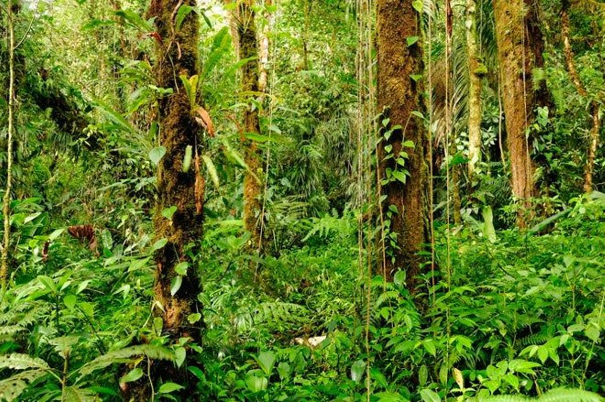 Parque Nacional de Amistad