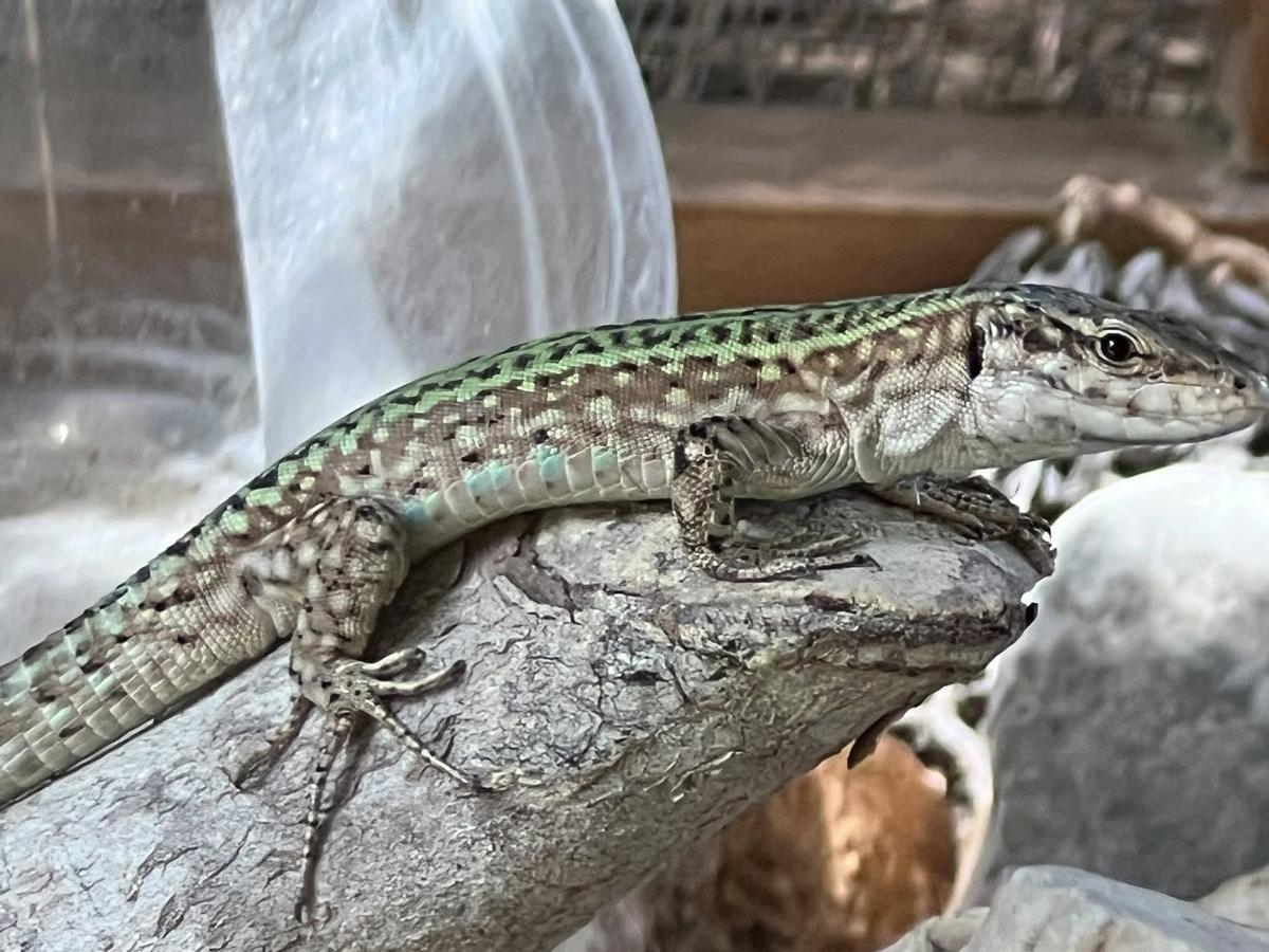 Una lagartija de la zona