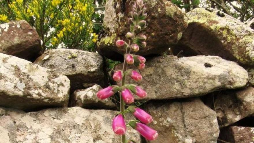 Estatolás (Digitalis purpurea), nunha zona de Cerdedo.