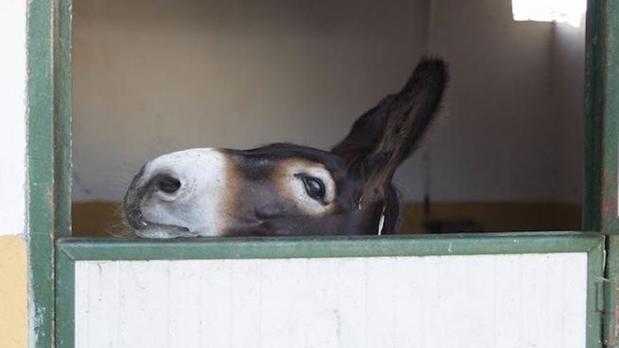 Platero en su cuadra.