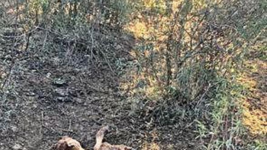 La ternera muerta tras el ataque del lobo