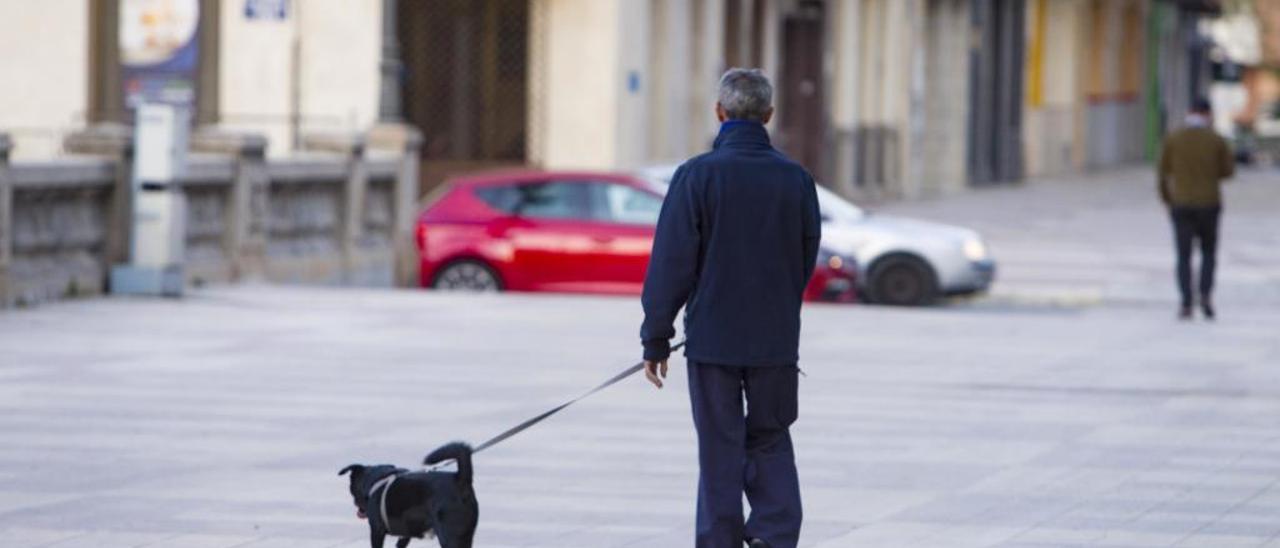 Xàtiva endurece la vigilancia al detectar una proliferación de las deposiciones caninas