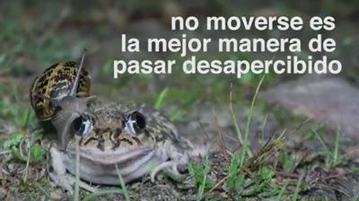 Imagen del vídeo de la asociación para el estudio de la naturaleza Axena que muestra a un sapo impasible ante la llegada de un caracol.