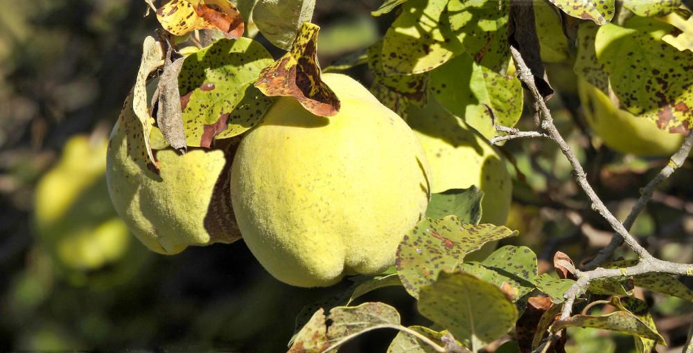 Codony. Som a la tardor i un dels fruits més típics d’aquesta època és el codony. Entre les receptes més conegudes d’aquest fruit hi ha el codonyat i l’allioli de codony.