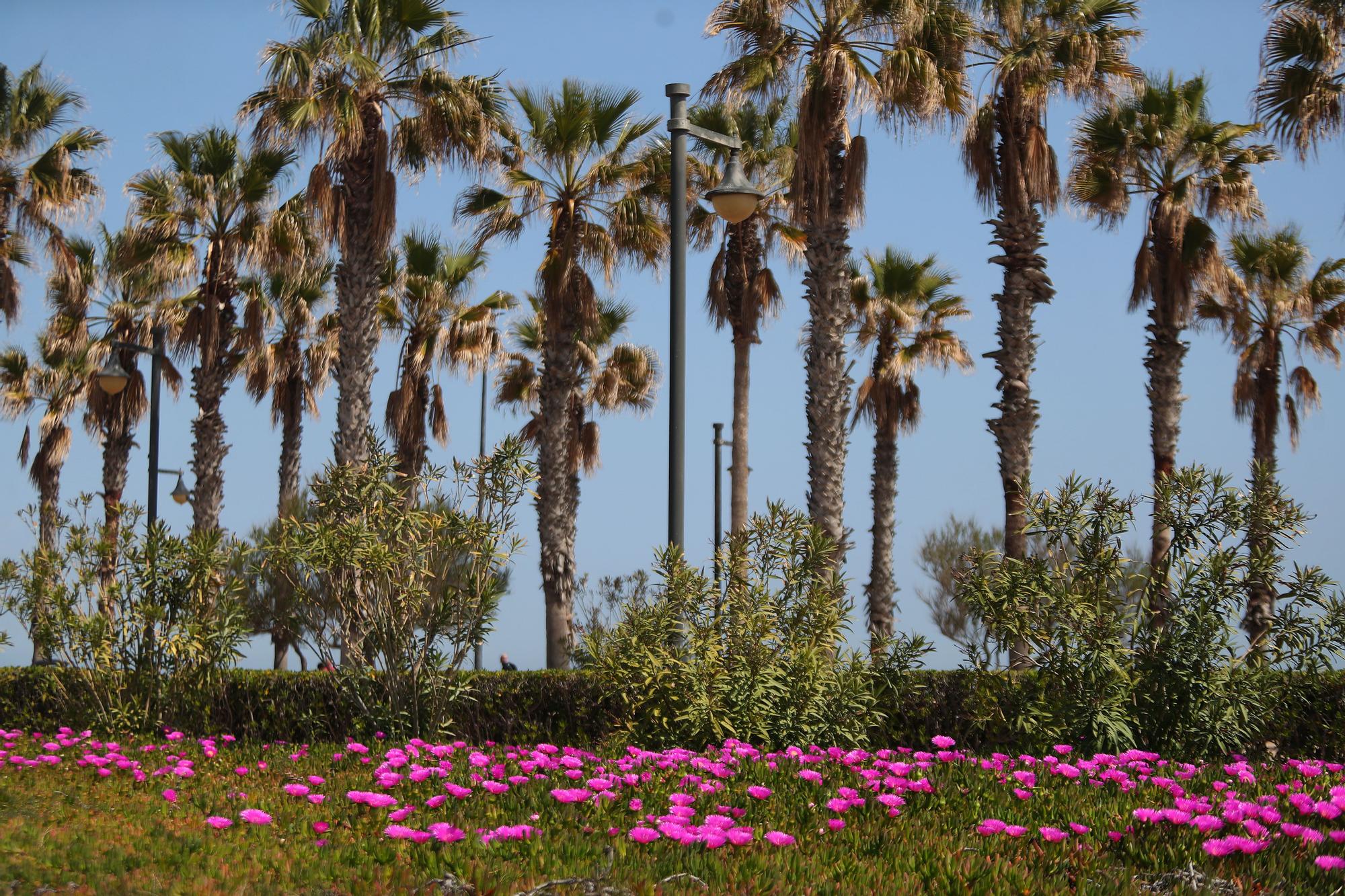 La primavera toma València