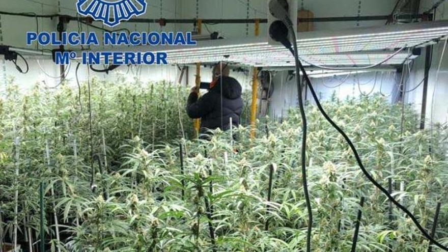 Plantas de marihuana, dentro de una nave del polígono industrial de Plasencia.