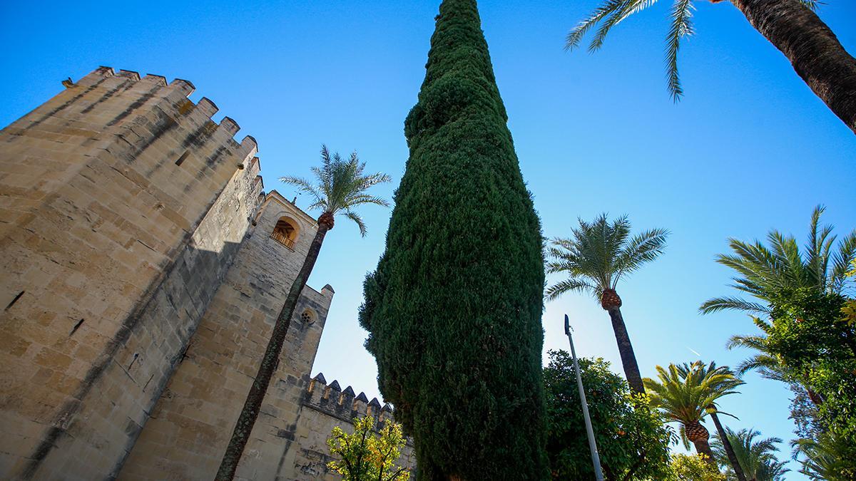 Ciprés común que hay a la entrada del Alcázar