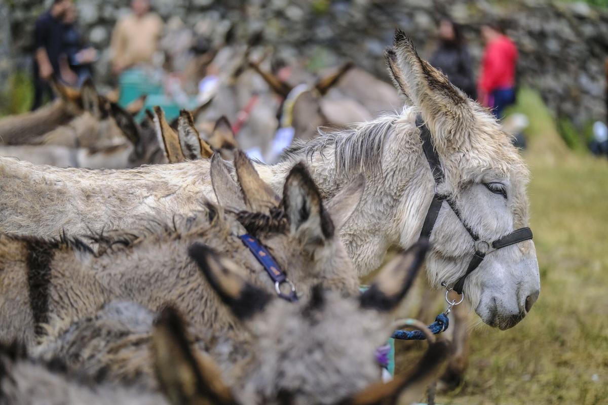 Feria de burros de La Culata de Tejeda 2025